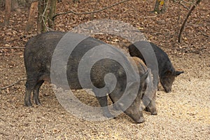 Wild boar