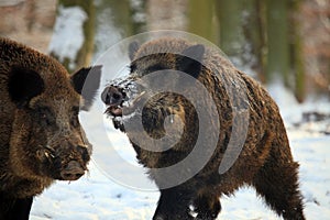 Wild boar