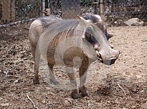 Wild Boar