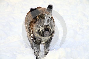 Wild boar