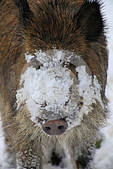 Wild boar