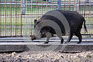 Wild boar