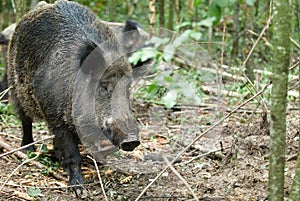 Wild boar