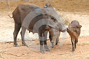 Wild boar