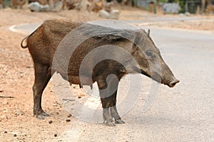 Wild boar