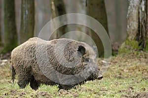 Wild boar