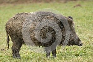 Wild boar