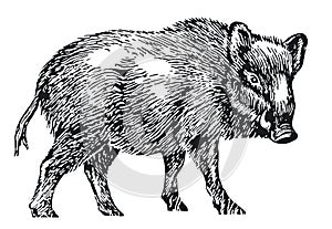 Wild boar