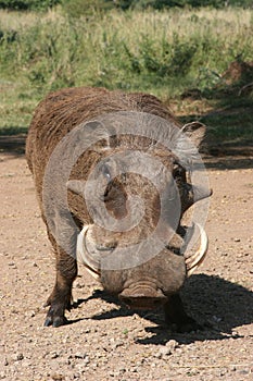 Wild boar