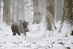 Wild boar