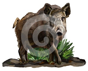 Wild boar