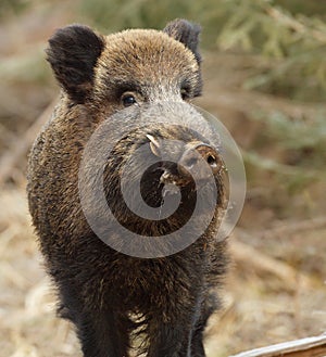 Wild boar photo