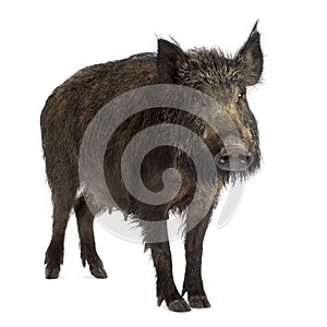 Wild boar