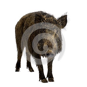 Wild boar