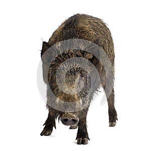 Wild boar