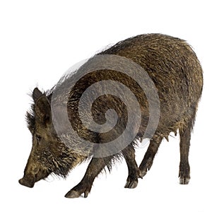 Wild boar