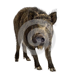 Wild boar