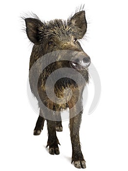 Wild boar