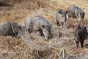 Wild boar