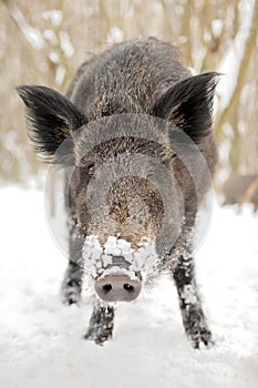 Wild boar