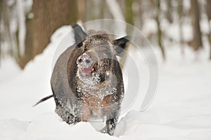 Wild boar