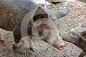 Wild boar