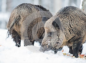 Wild boar