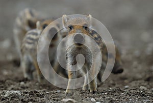Wild boar