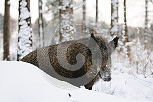 Wild-boar