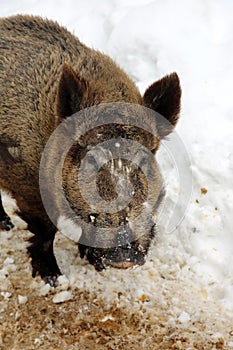 Wild Boar