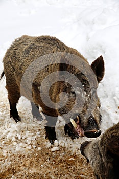 Wild Boar