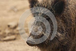 Wild boar