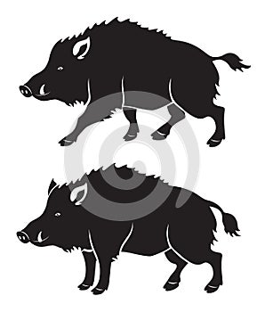 Wild boar