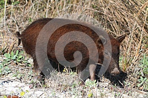 Wild Boar