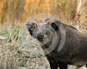 Wild boar