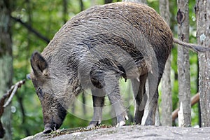 Wild Boar