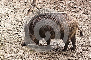 Wild boar