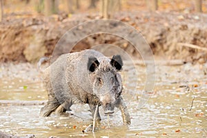 Wild boar