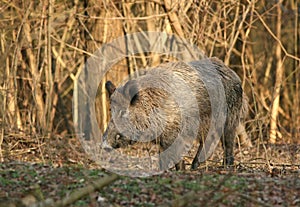 Wild boar