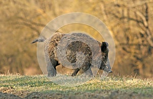 Wild boar