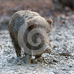 Wild boar