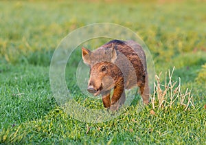 Wild boar