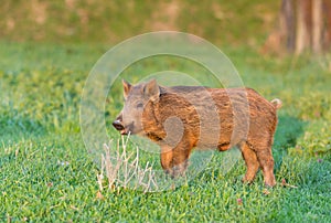 Wild boar