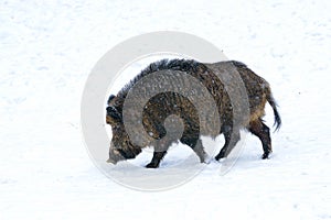 Wild boar