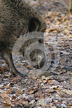 Wild Boar