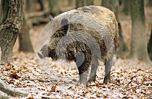 Wild-boar