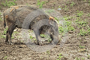 Wild boar