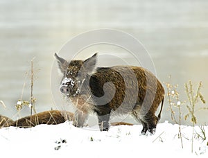 Wild boar