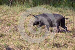 Wild Boar