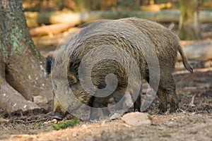 Wild boar